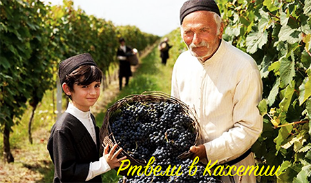 Ртвели - праздник сбора урожая в Кахетии. Грузия - сбор урожая винограда. Тур на Ртвели. Экскурсии в Кахетию. Телами. Сигнаги. Икало. Шуамта. Греми. Некресси. Кварели. 
